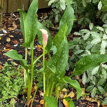 לינה וארוחת בוקר Celine Et Olivier