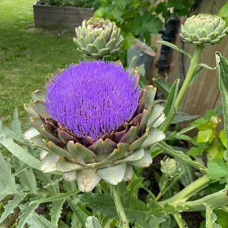 Celine Et Olivier 3*