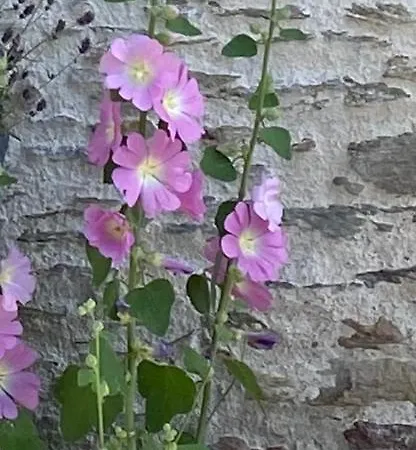 Celine Et Olivier לינה וארוחת בוקר