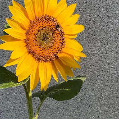 לינה וארוחת בוקר Celine Et Olivier פורניק