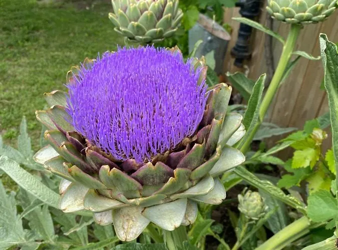 Céline Et Olivier 3*