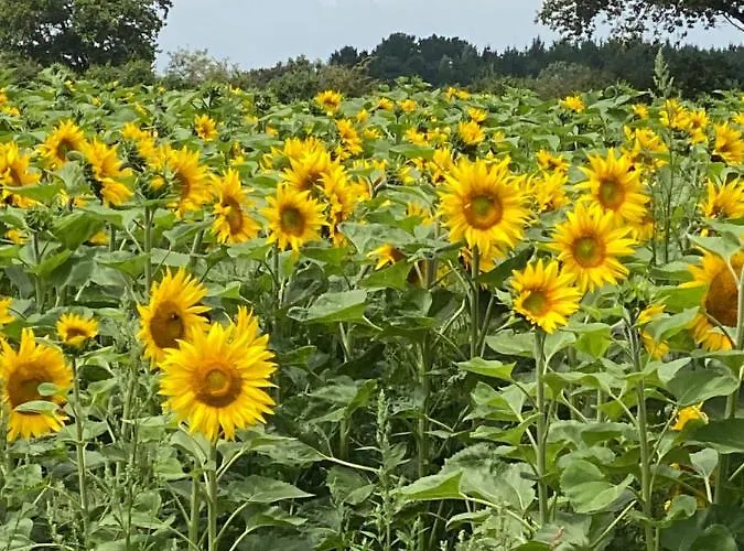 Céline Et Olivier Bed & Breakfast 3*