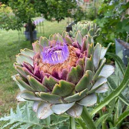 Celine Et Olivier 3*