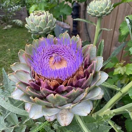 Céline Et Olivier 3*