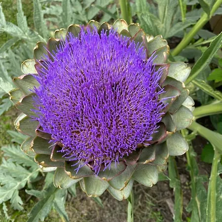 Bed and breakfast Céline Et Olivier Pornic