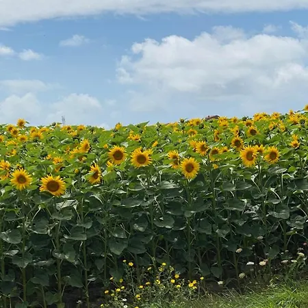 Celine Et Olivier Pornic