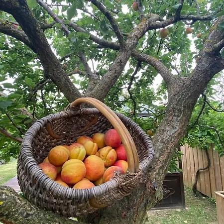 Alojamento de Acomodação e Pequeno-almoço Celine Et Olivier