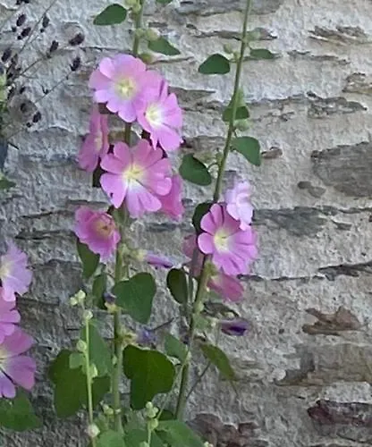 Celine Et Olivier Frühstückspension