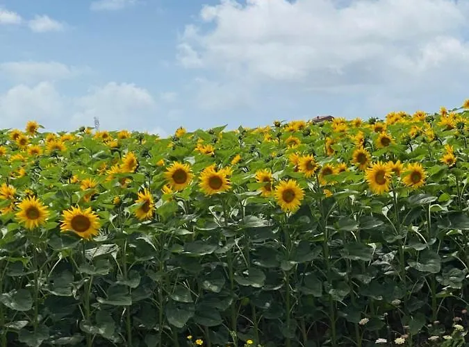 Celine Et Olivier Pornic