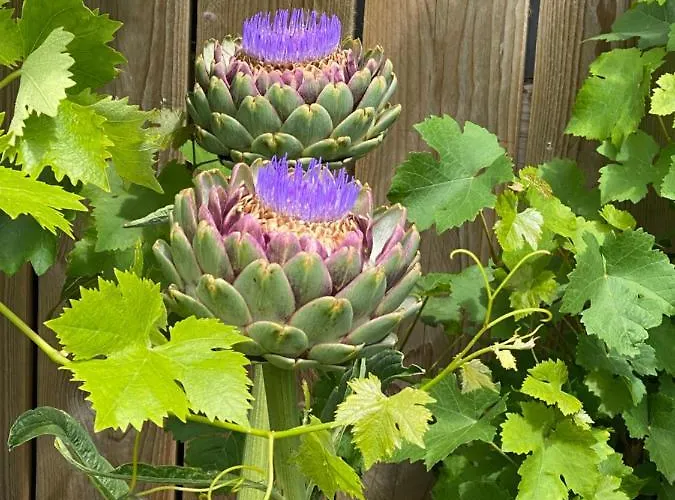 Celine Et Olivier Bed & Breakfast 3*