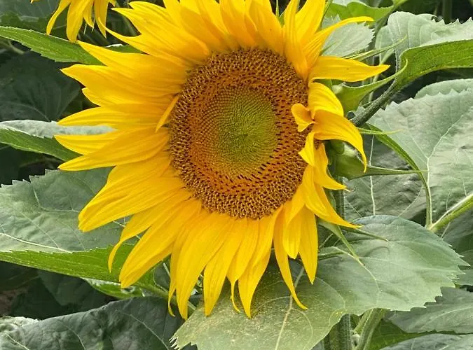 Bed & Breakfast Celine Et Olivier Pornic