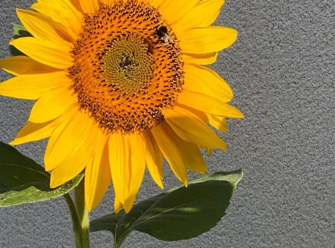 Bed & Breakfast Celine Et Olivier Pornic